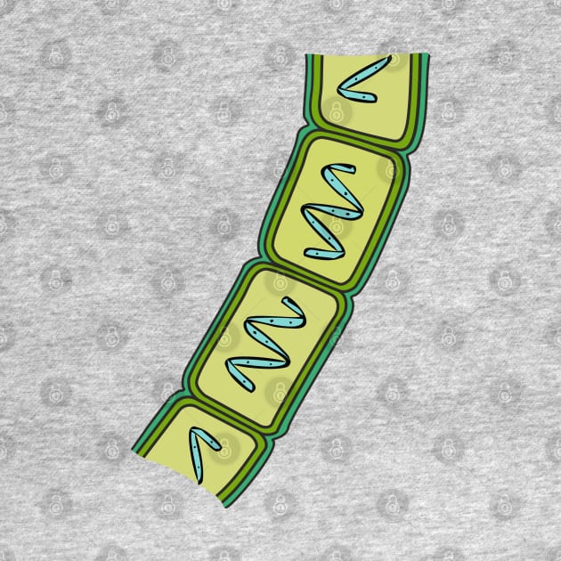 Coenobium of Spirogyra by RosArt100